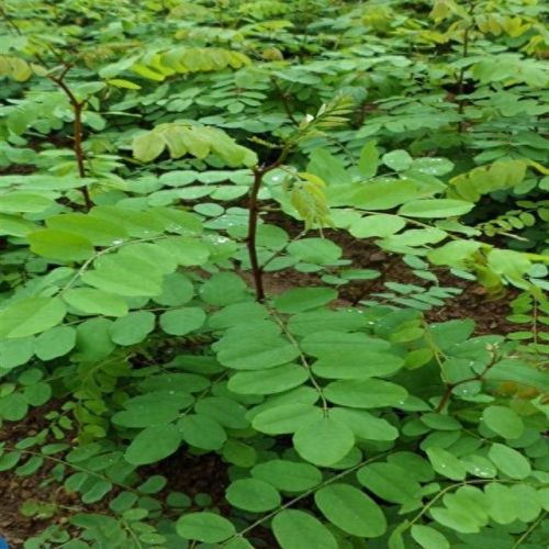 十大净化空气植物排行榜最新图片(空气净化植物名单大全)插图1 十大净化空气植物排行榜最新图片(空气净化植物名单大全)插图1