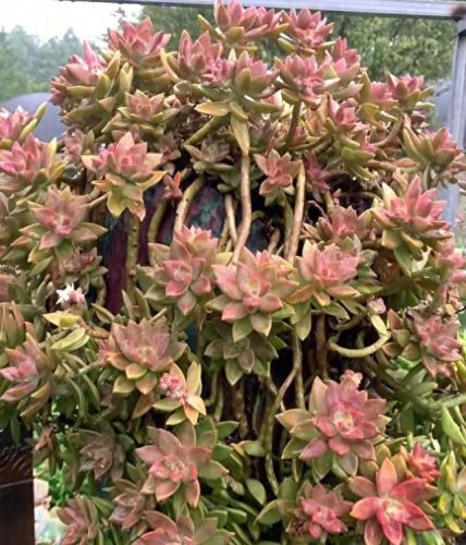 十大最美老桩多肉排行榜(大老桩多肉)插图8