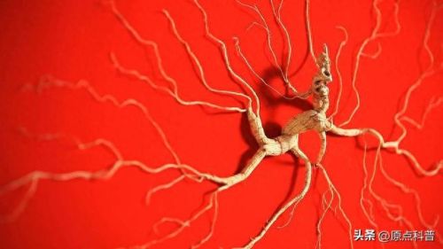 最贵的中餐食材排行榜十大(最贵的食材排行榜前十名)