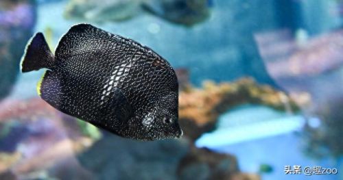 世界十大鱼缸品牌排行榜(中国鱼缸品牌十大排名)插图8