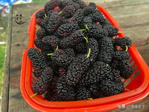 十大洗不干净的水果排行榜(哪四种水果不干净)插图6 十大洗不干净的水果排行榜(哪四种水果不干净)插图6