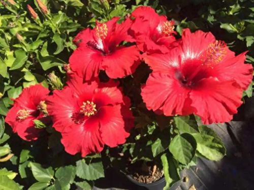 国外花盆公司排名前十(花盆品牌十大排名)插图5