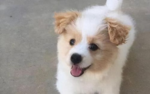 十大不能买的狗狗排行榜(狗狗罐头排行榜前十名)插图4