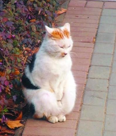 十大网红猫颜色排行榜(盘点十大网红猫品种)插图1