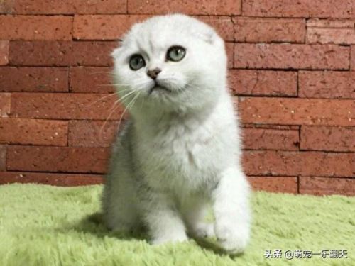 十大可爱小猫品种排行榜(名贵小猫的种类)插图