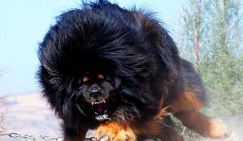 十大不能买的狗狗排行榜(狗狗罐头排行榜前十名)插图10