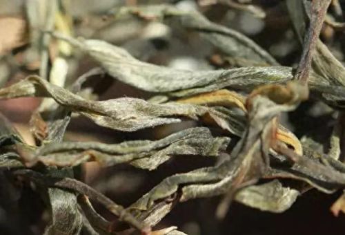 国内古老茶树排名前十(云南最古老的茶树在什么茶区)插图2 国内古老茶树排名前十(云南最古老的茶树在什么茶区)插图2