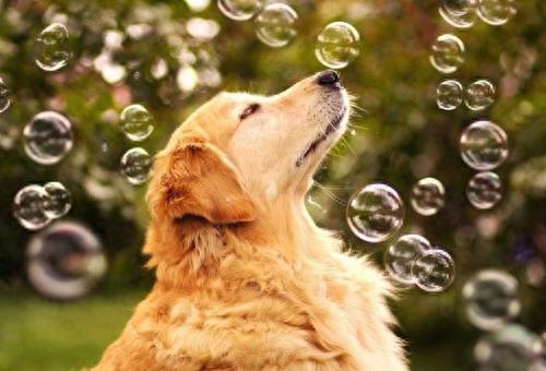 新手养狗狗十大排行榜(比较推荐养的十大狗狗)插图1 新手养狗狗十大排行榜(比较推荐养的十大狗狗)插图1