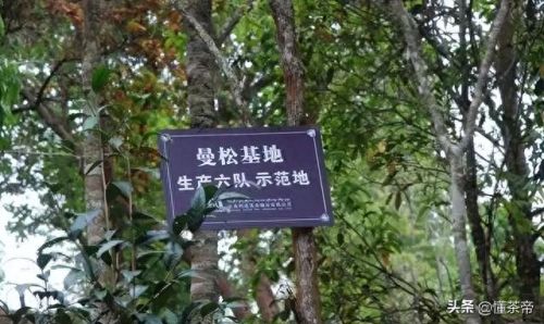 古树茶十大品牌排行榜图片(白茶品牌十大排名)插图4