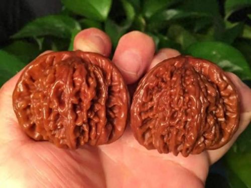 文玩核挑十大排行榜(四大名核哪四种)插图5