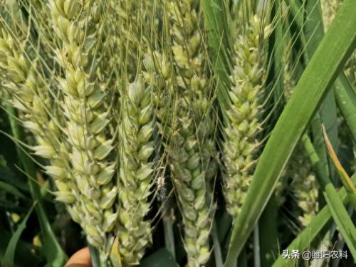 安徽小麦品牌排名前十(安徽小麦亩产)插图5 安徽小麦品牌排名前十(安徽小麦亩产)插图5