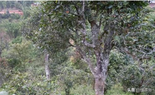 古树茶十大品牌排行榜图片(白茶品牌十大排名)插图5