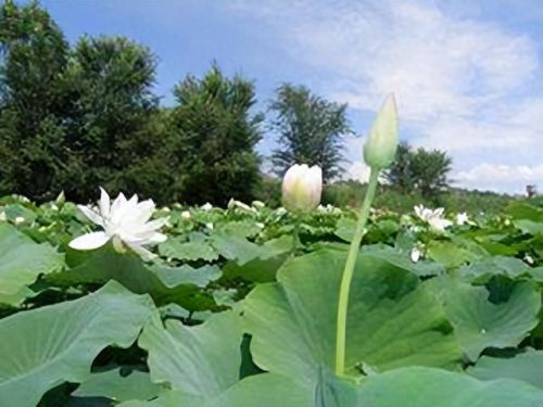 藕早熟品种排名前十(粉藕品种排行榜)