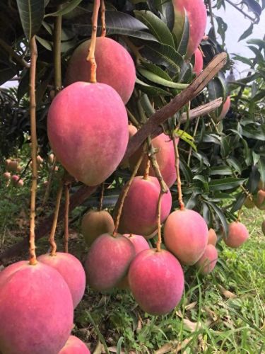 排名前十的优良枇杷(哪种枇杷品种好吃)插图4 排名前十的优良枇杷(哪种枇杷品种好吃)插图4