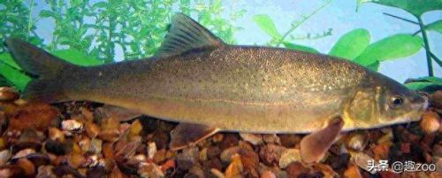 求十大最好吃的鱼排行榜(十大群游最好的鱼)插图17