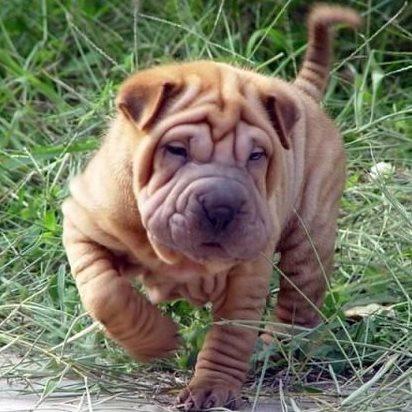 新手养狗狗十大排行榜(比较推荐养的十大狗狗)插图8 新手养狗狗十大排行榜(比较推荐养的十大狗狗)插图8