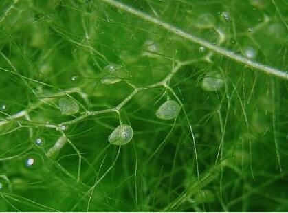 世界上十大剧毒植物排行榜(能通过皮肤吸收的剧毒)插图3