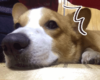 十大适合居家养的狗排行榜(哪种狗比较容易养)插图15 十大适合居家养的狗排行榜(哪种狗比较容易养)插图15