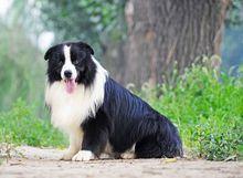 新手养狗狗十大排行榜(比较推荐养的十大狗狗)插图3 新手养狗狗十大排行榜(比较推荐养的十大狗狗)插图3