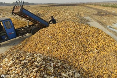 玉米收购商排名前十(今日玉米收购价格表)插图1