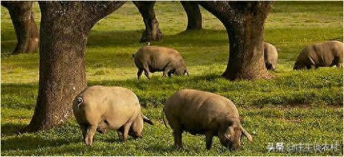 十大珍贵的猪肉排行榜图片(猪肉零食排行榜前十名)插图6