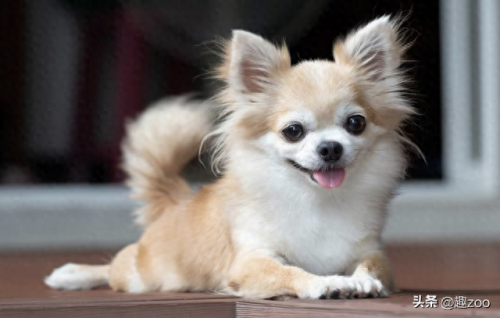 最可爱宠物十大排行榜(全国最火的十种宠物)插图