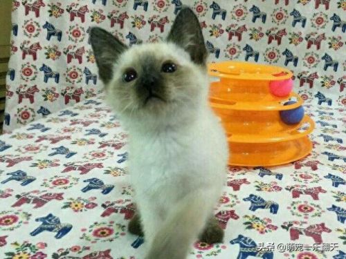 十大可爱小猫品种排行榜(名贵小猫的种类)插图4