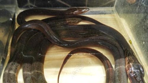 十大暴利养殖业排行榜(十大紧缺养殖业)插图3