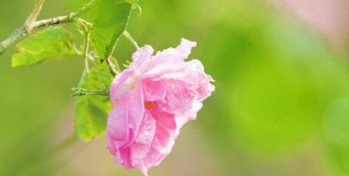 腾冲美容排名前十的(山东美容排名前十)插图2