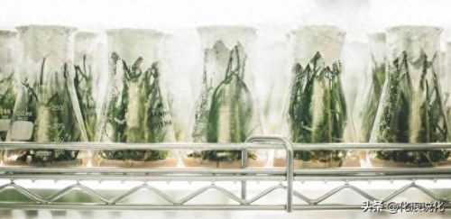 化学终极产物排名前十(糖基化终极产物75%严重吗)插图7 化学终极产物排名前十(糖基化终极产物75%严重吗)插图7