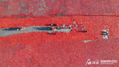 国内辣椒种植排名前十(各省种植辣椒量排名)插图1