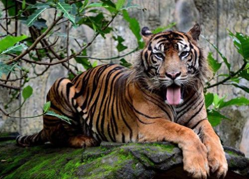 世界动物数量排名前十(世界上最可爱的动物排名第一是谁)插图6