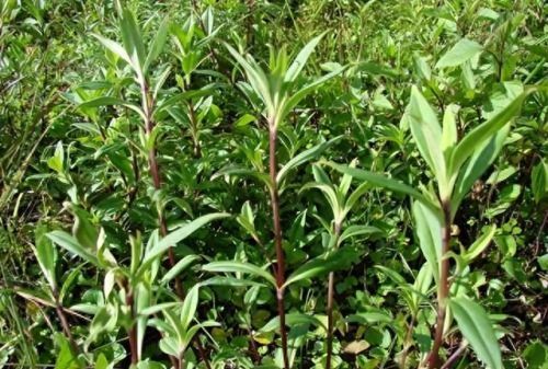 贵州省十大食物排行榜(贵州口粮酒十大排行)插图4