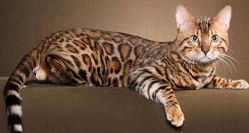 世界十大禁养名猫排行榜(十大名猫和十大禁养名猫)插图5