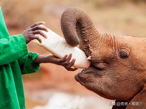 濒危动物十大排行榜(濒危动物名录)插图6 濒危动物十大排行榜(濒危动物名录)插图6