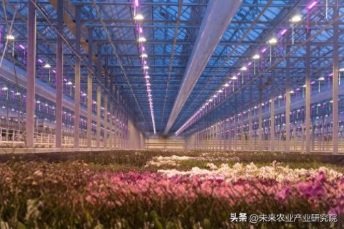 世界蔬果排名前十图片(世界粮食产量排名)插图5 世界蔬果排名前十图片(世界粮食产量排名)插图5