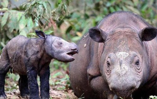 世界动物数量排名前十(世界上最可爱的动物排名第一是谁)插图4