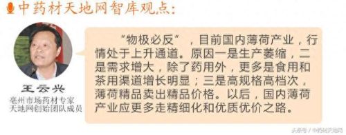 全球薄荷产量排名前十(薄荷全世界一年产量有多少)