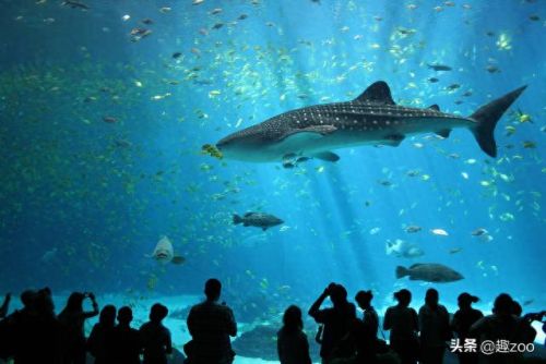 世界最强的十大鲨鱼排行榜(十大温柔的鲨鱼)插图3