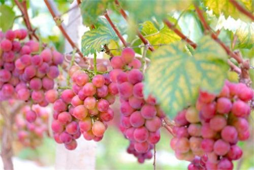 鲜食葡萄品种排名前十(最好吃葡萄排名前十名)插图14