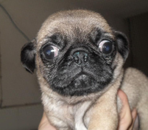 新手养狗狗十大排行榜(比较推荐养的十大狗狗)插图5 新手养狗狗十大排行榜(比较推荐养的十大狗狗)插图5