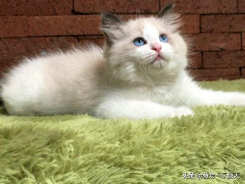 十大可爱小猫品种排行榜(名贵小猫的种类)插图2