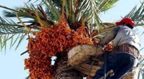 十大不值钱水果排行榜(最补钙的十大水果排名)插图2 十大不值钱水果排行榜(最补钙的十大水果排名)插图2