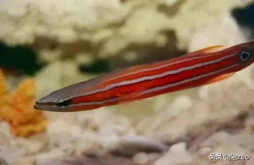 世界十大鱼缸品牌排行榜(中国鱼缸品牌十大排名)插图7