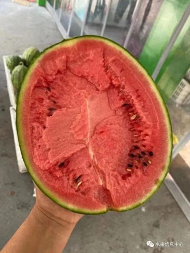 西瓜品种大小十大排行榜(露天西瓜哪个品种好)插图15