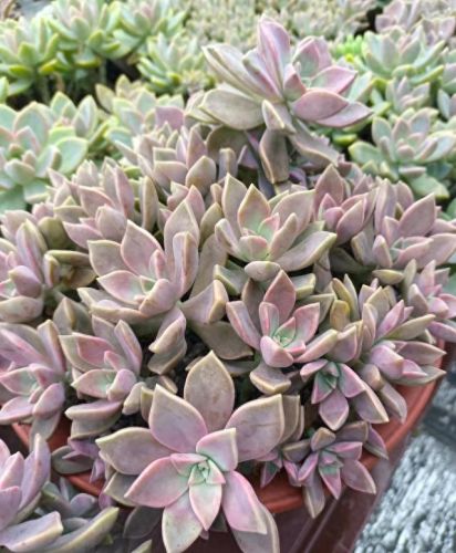 十大最美老桩多肉排行榜(大老桩多肉)插图2