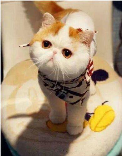 十大网红猫颜色排行榜(盘点十大网红猫品种)插图7