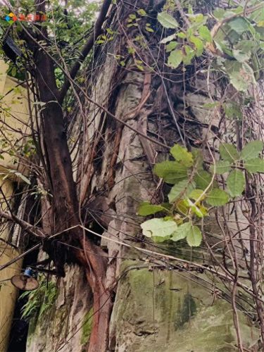 重庆十大城门楼盘排行榜(重庆十大最高端楼盘)