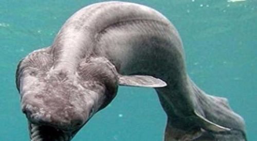 动物排行榜之十大动物祖先(十大古老动物排行榜)插图 动物排行榜之十大动物祖先(十大古老动物排行榜)插图