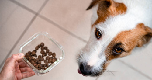 十大宠物狗粮品牌排行榜(卫仕宠物狗粮直播)插图